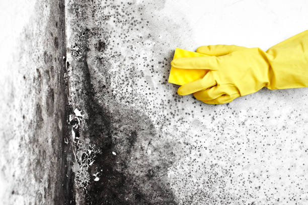 Best Asbestos and Lead Testing During Mold Inspection  in North St Paul, MN
