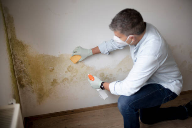 Best Attic Mold Removal  in North St Paul, MN
