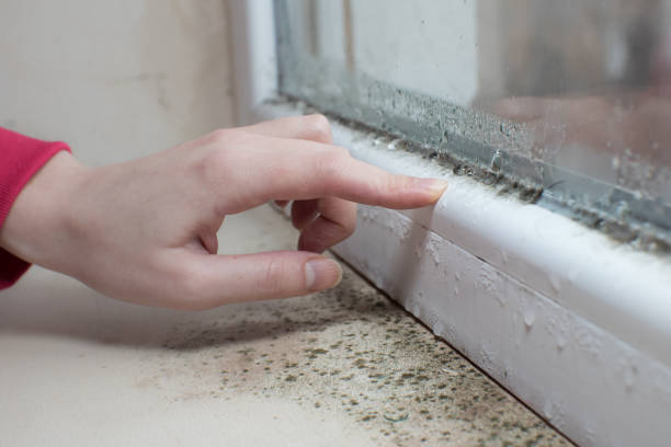 Biohazard Mold Removal in North St Paul, MN